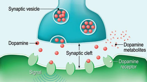Dopamine_480x480 Dopamine